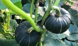 反差风视频吃瓜网红,揭秘网络红人的双重魅力