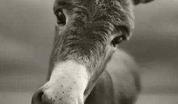 太子爷爆料二驴视频,二驴视频背后的惊人真相